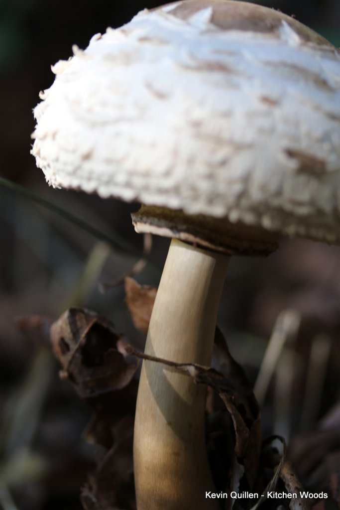 White Mushrooms - #6